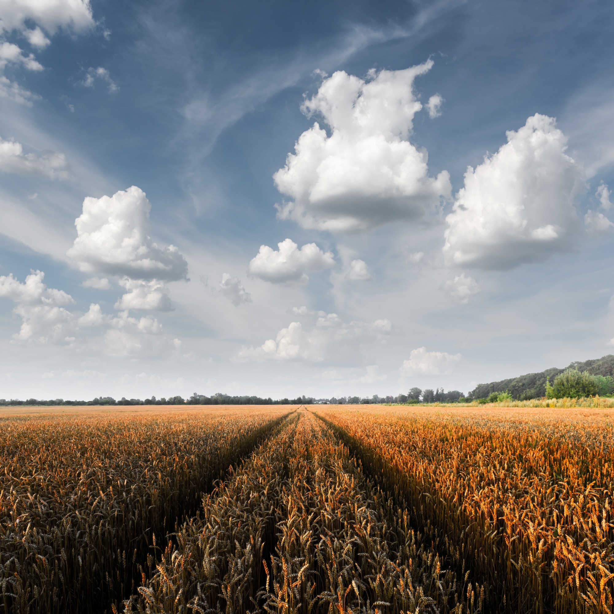 Ripe golden wheat field against the blue sky background